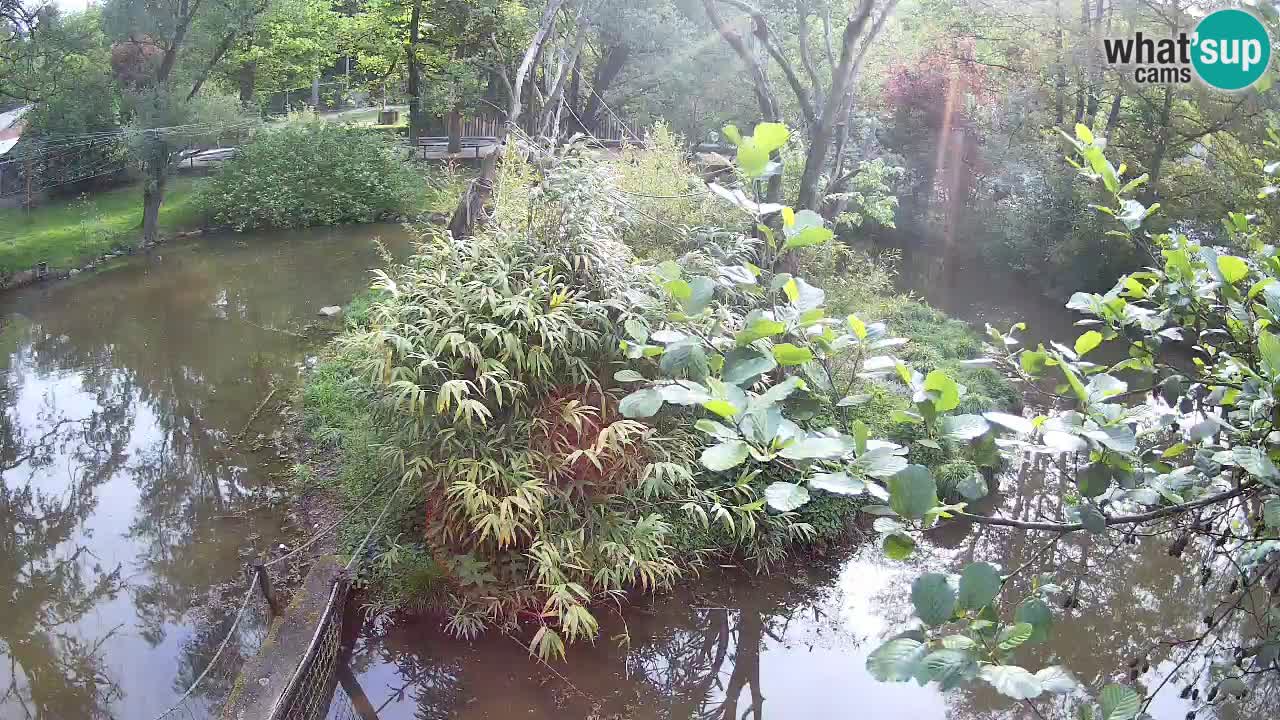 Südlicher Gelbwangen-Schopfgibbon Zoo Ljubljana webcam