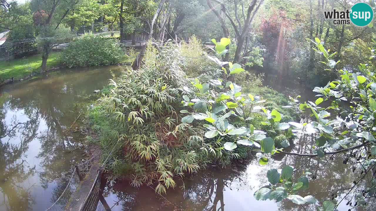 Gibon – Nomascus gabriellae – Zoo Ljubljana web kamera
