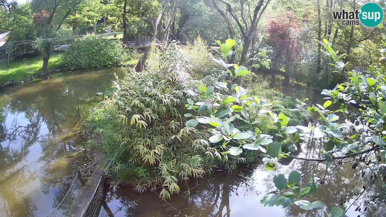 Gibbon à joues jaunes Zoo Ljubljana live cam