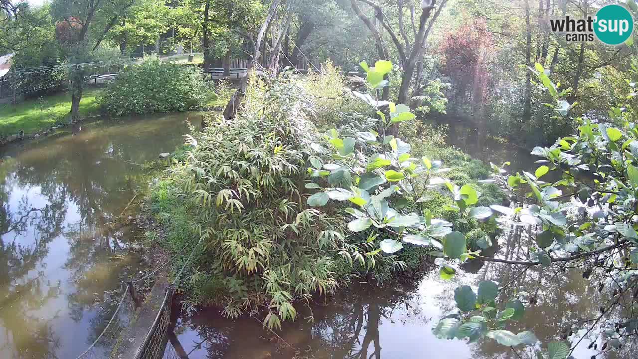 Südlicher Gelbwangen-Schopfgibbon Zoo Ljubljana webcam