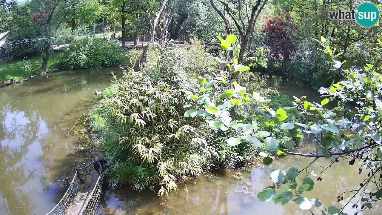 Yellow-cheeked gibbon Zoo Ljubljana livecam