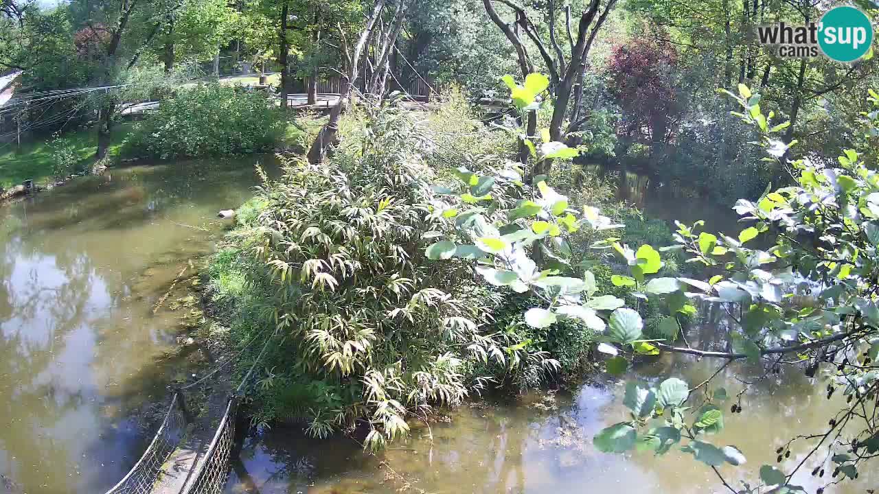 Yellow-cheeked gibbon Zoo Ljubljana livecam