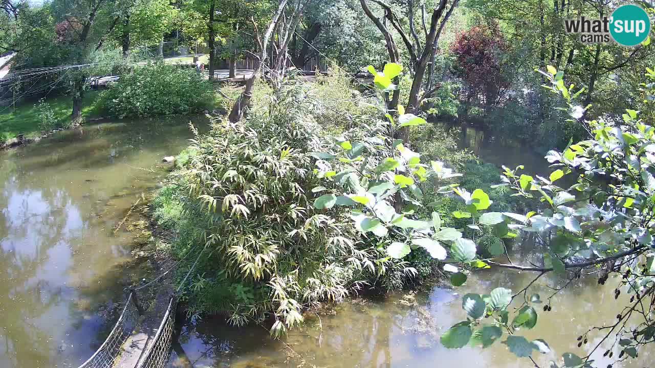 Gibbon à joues jaunes Zoo Ljubljana live cam