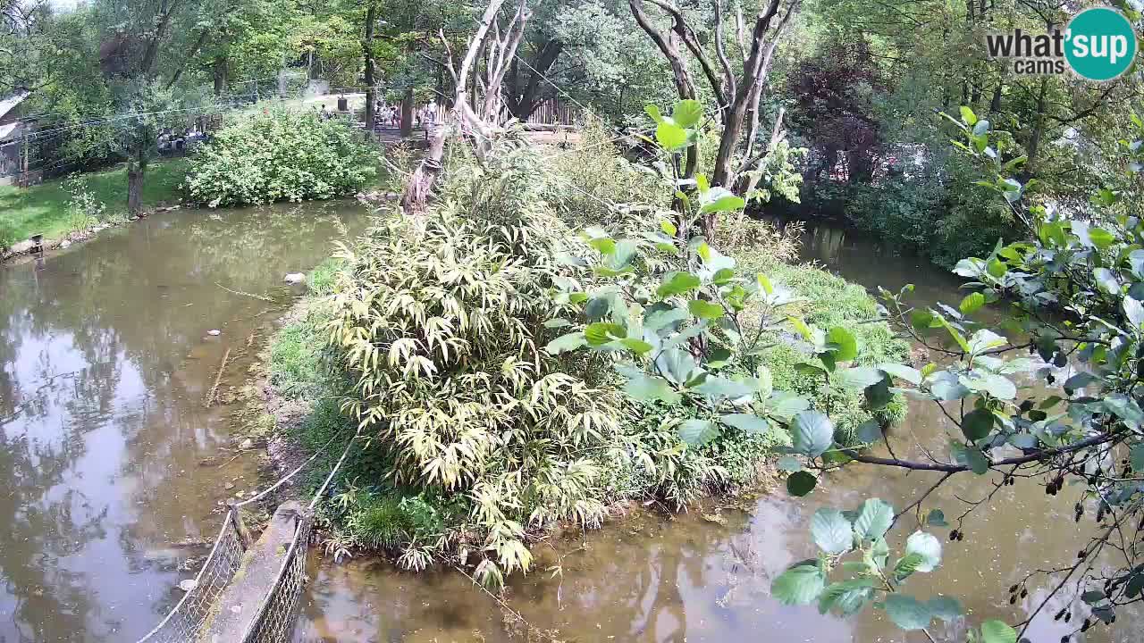 Südlicher Gelbwangen-Schopfgibbon Zoo Ljubljana webcam