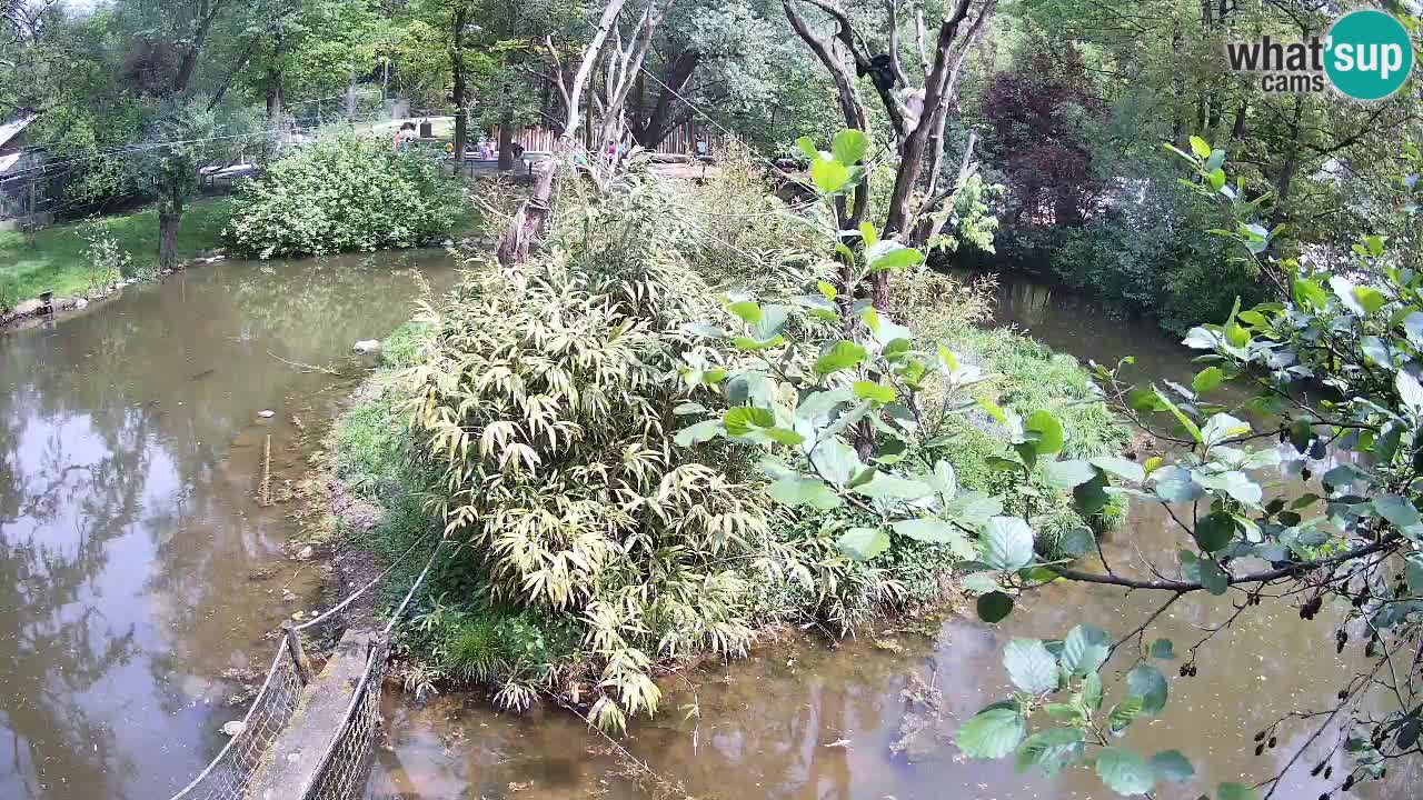 Gibbon à joues jaunes Zoo Ljubljana live cam
