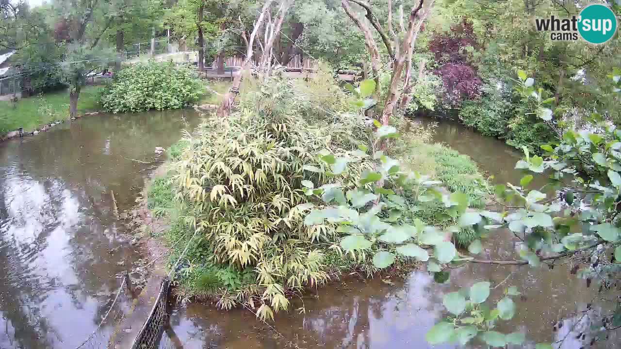 Gibbon à joues jaunes Zoo Ljubljana live cam