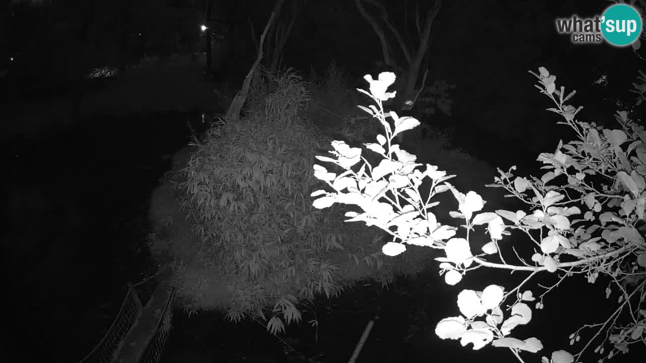 Südlicher Gelbwangen-Schopfgibbon Zoo Ljubljana webcam