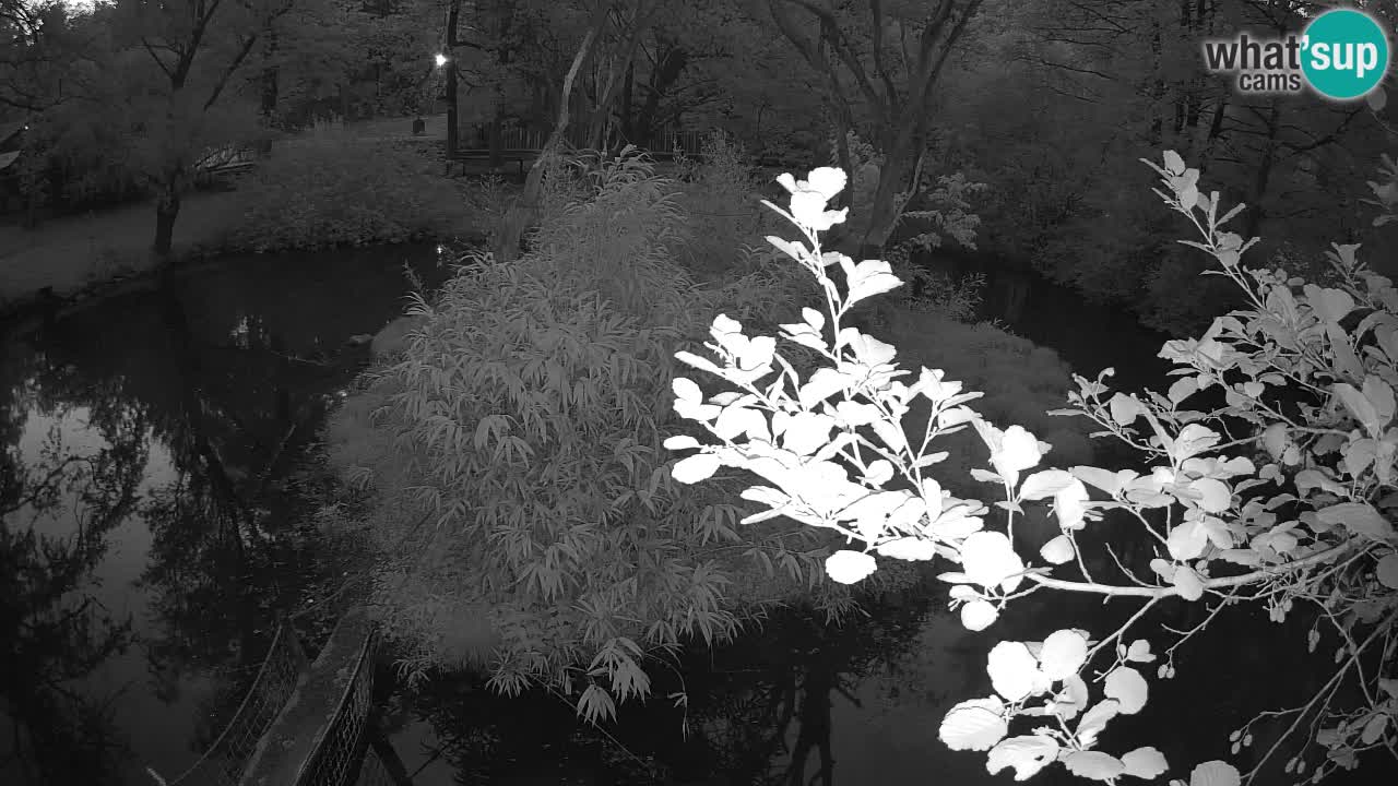 Südlicher Gelbwangen-Schopfgibbon Zoo Ljubljana webcam