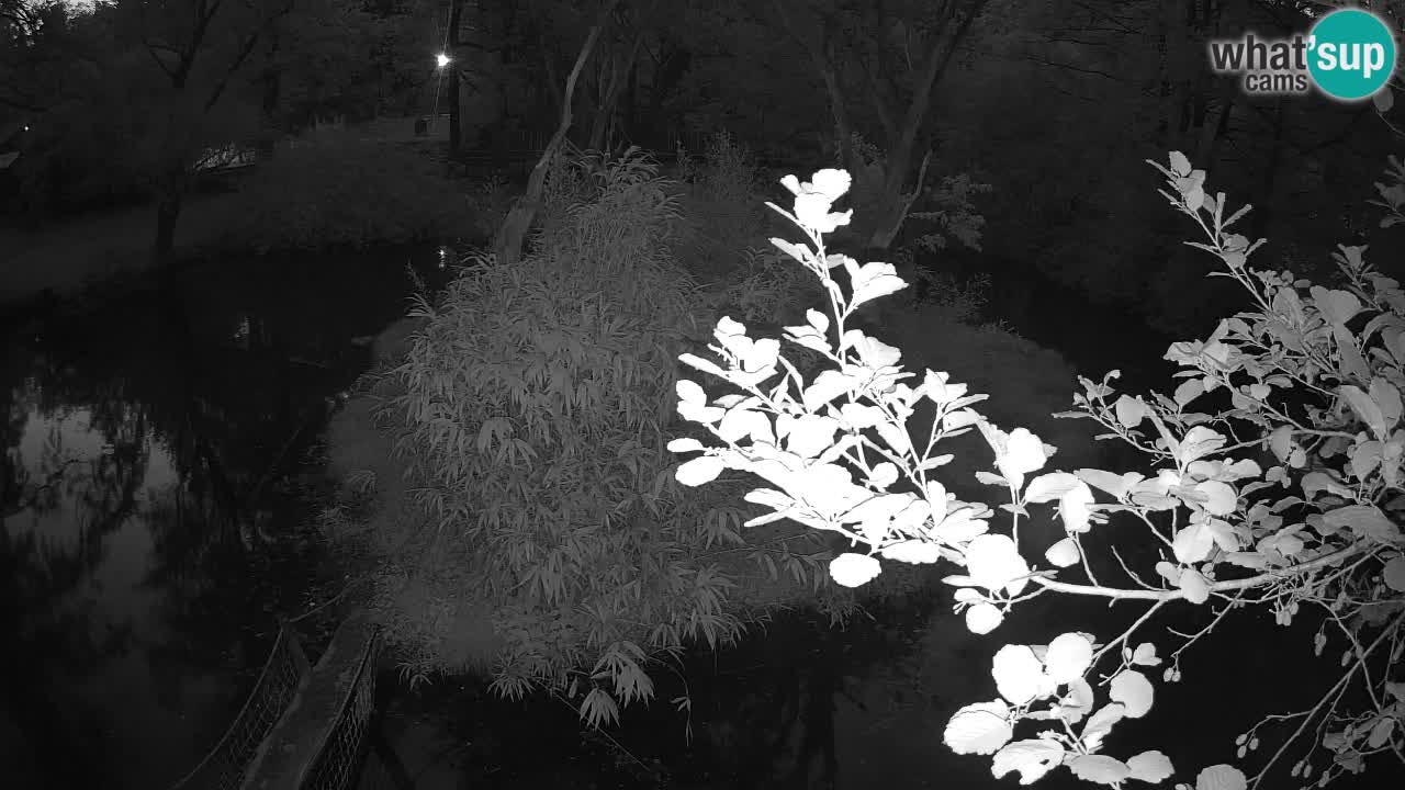 Gibbon à joues jaunes Zoo Ljubljana live cam