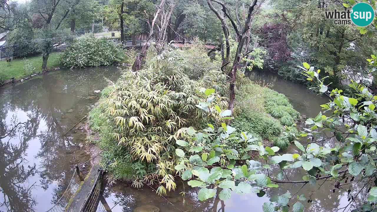 Gibbon à joues jaunes Zoo Ljubljana live cam
