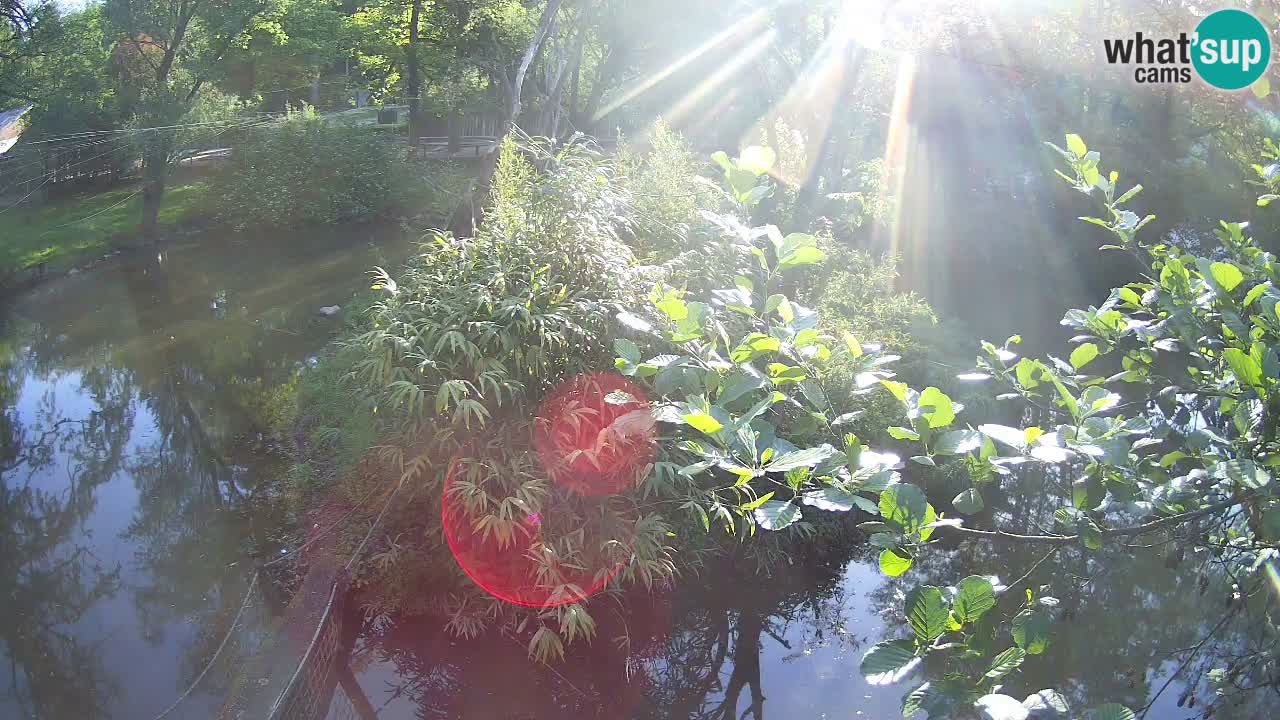 Gibbone dalle guance rosa nello ZOO di Ljubljana