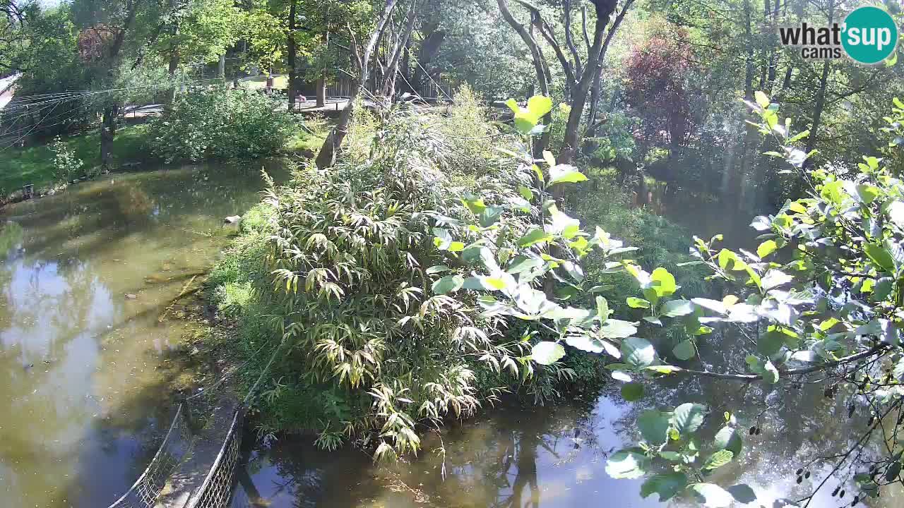Yellow-cheeked gibbon Zoo Ljubljana livecam