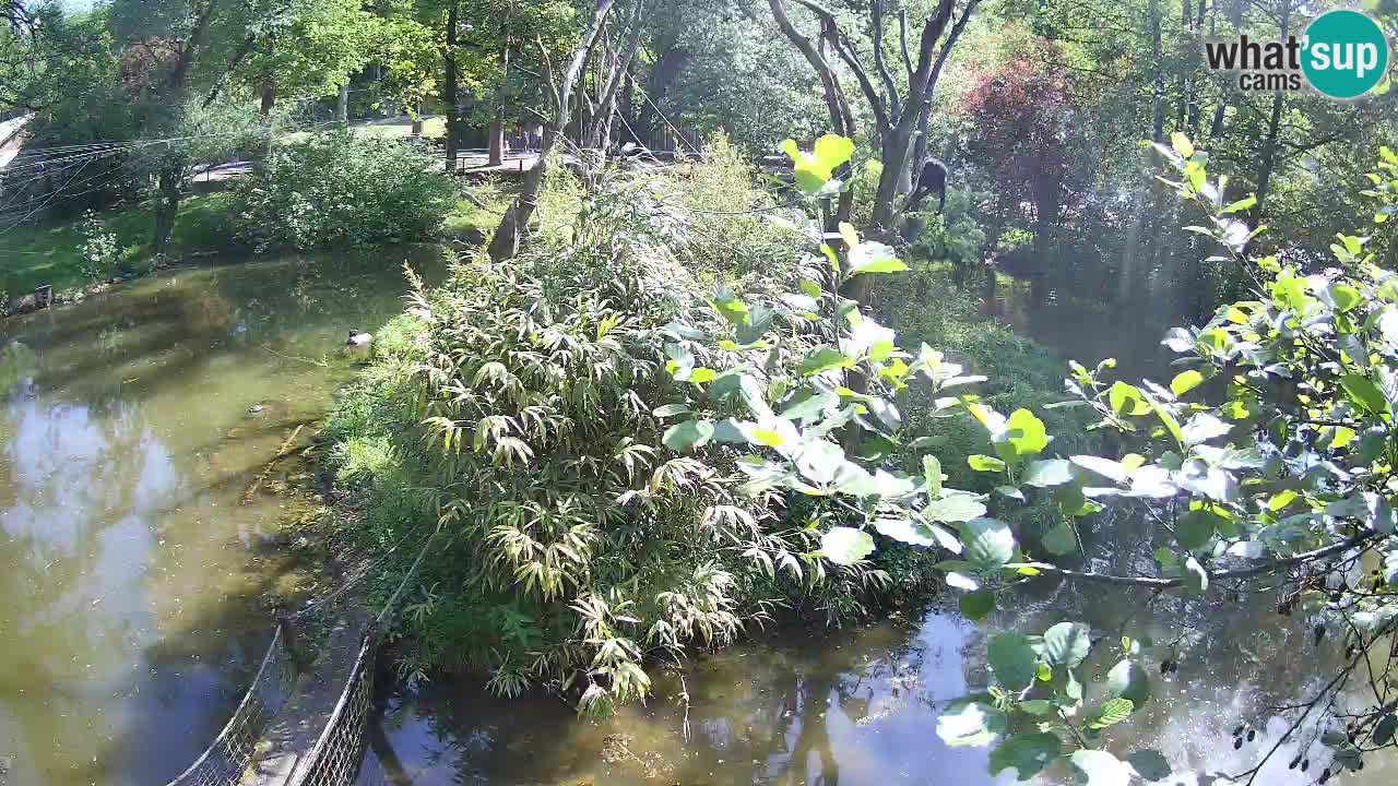 Yellow-cheeked gibbon Zoo Ljubljana livecam