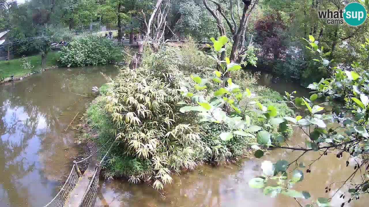 Gibbon à joues jaunes Zoo Ljubljana live cam