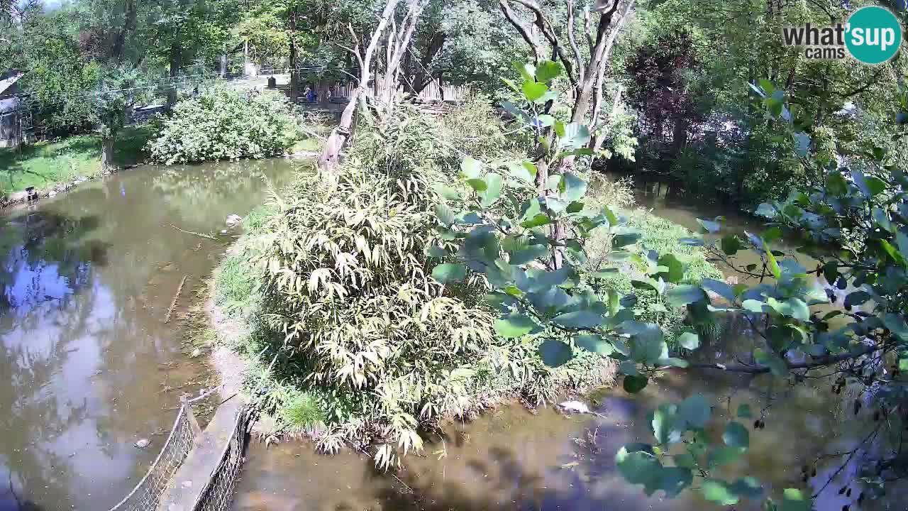 Yellow-cheeked gibbon Zoo Ljubljana livecam