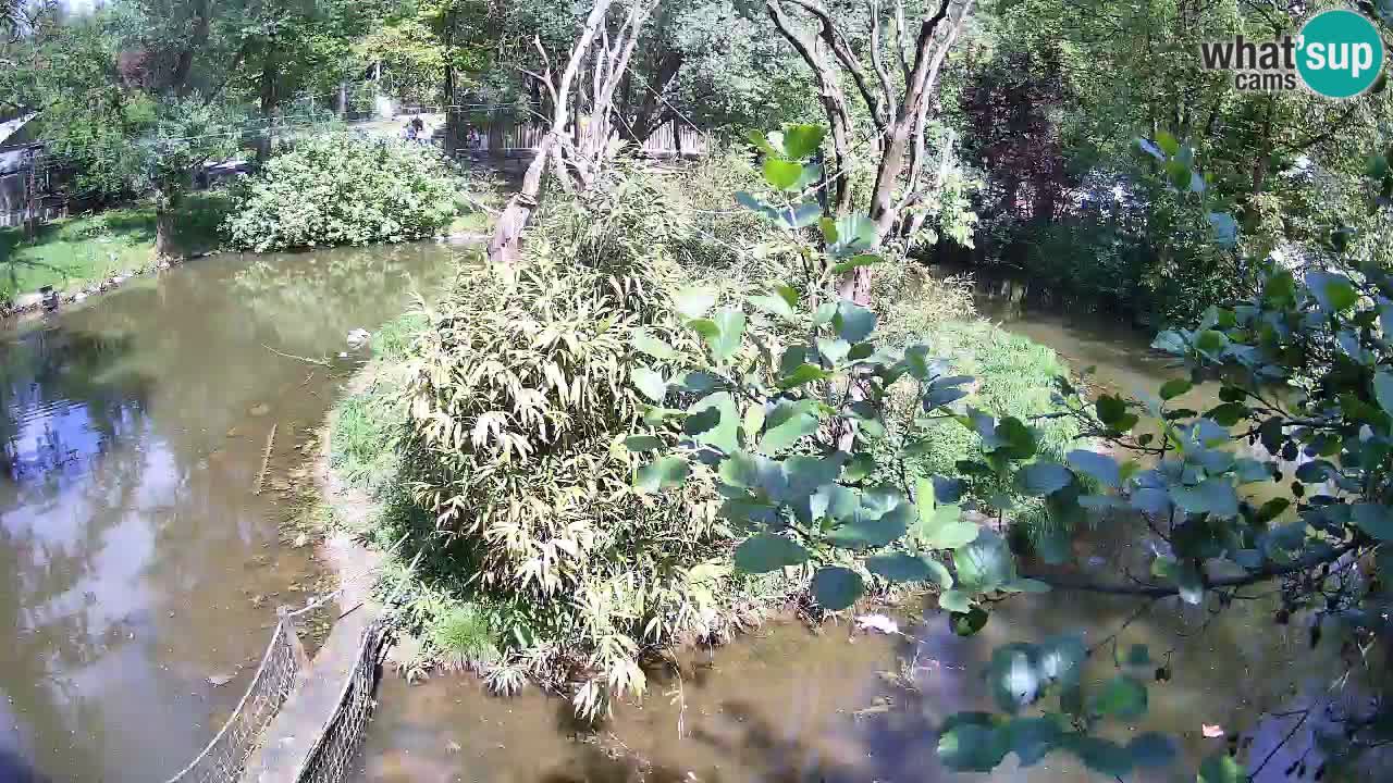 Yellow-cheeked gibbon Zoo Ljubljana livecam