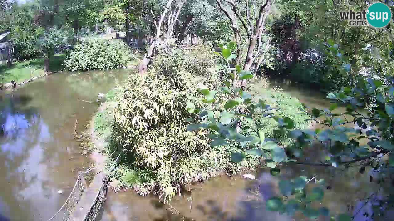Yellow-cheeked gibbon Zoo Ljubljana livecam