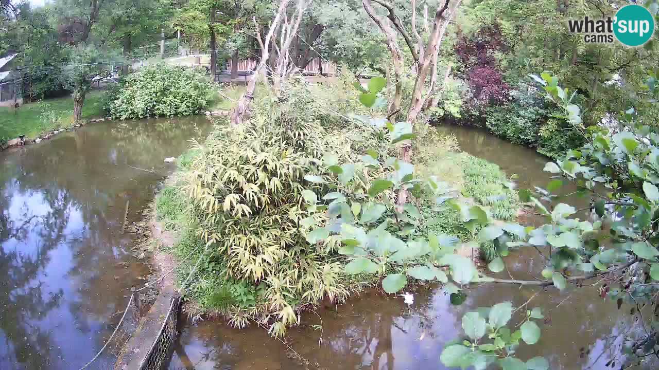 Südlicher Gelbwangen-Schopfgibbon Zoo Ljubljana webcam