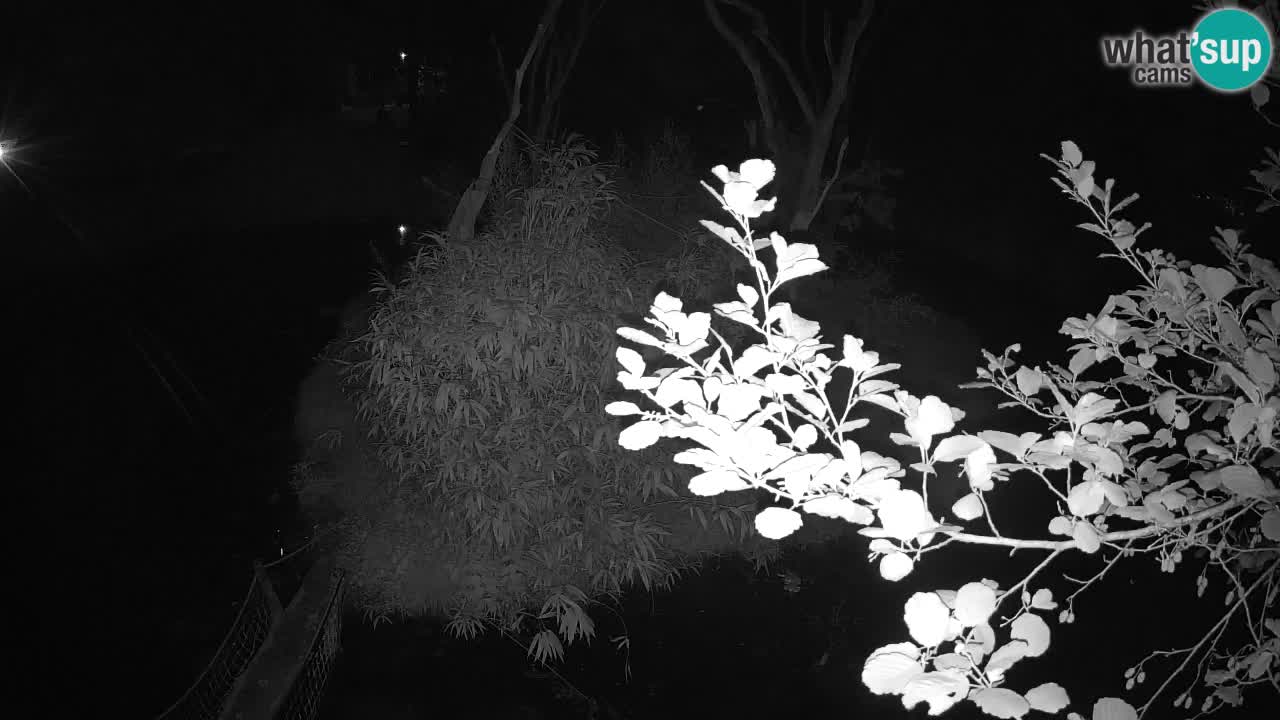 Südlicher Gelbwangen-Schopfgibbon Zoo Ljubljana webcam