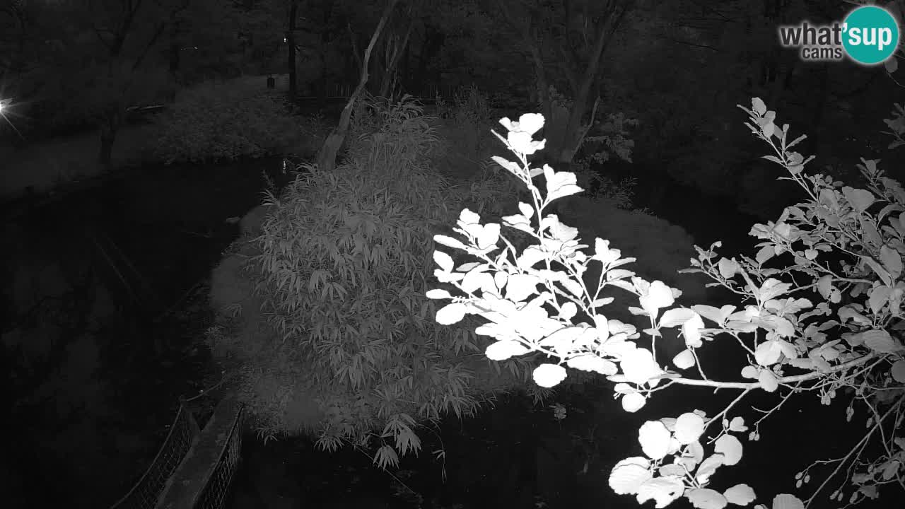 Gibbon à joues jaunes Zoo Ljubljana live cam
