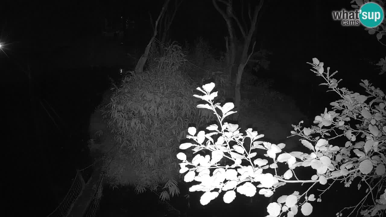 Gibbon à joues jaunes Zoo Ljubljana live cam