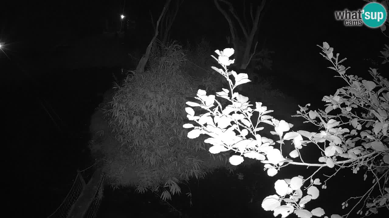 Gibon – Nomascus gabriellae – Zoo Ljubljana web kamera