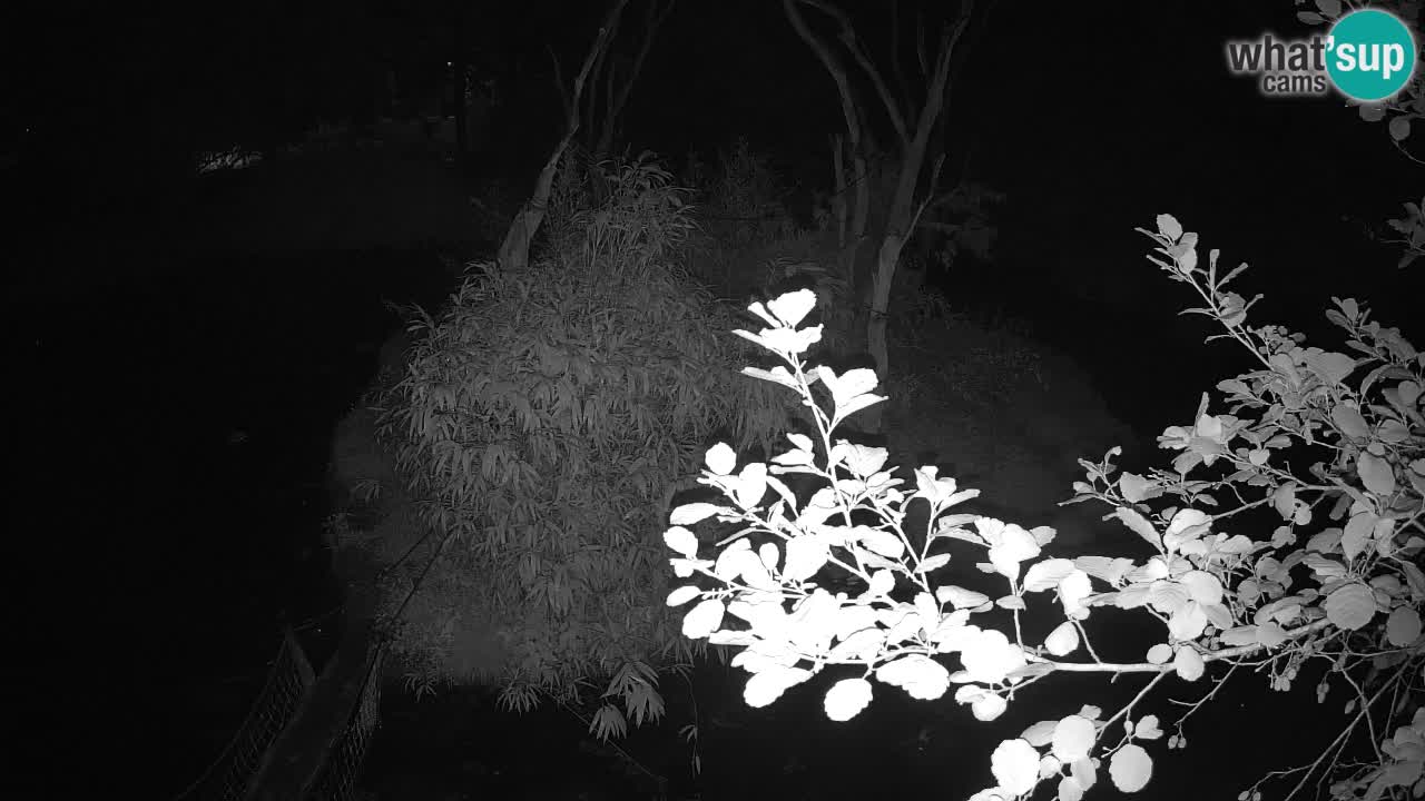 Südlicher Gelbwangen-Schopfgibbon Zoo Ljubljana webcam