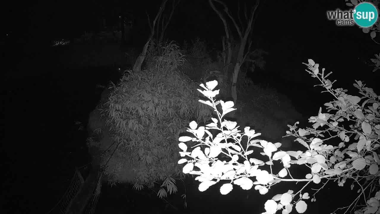 Südlicher Gelbwangen-Schopfgibbon Zoo Ljubljana webcam