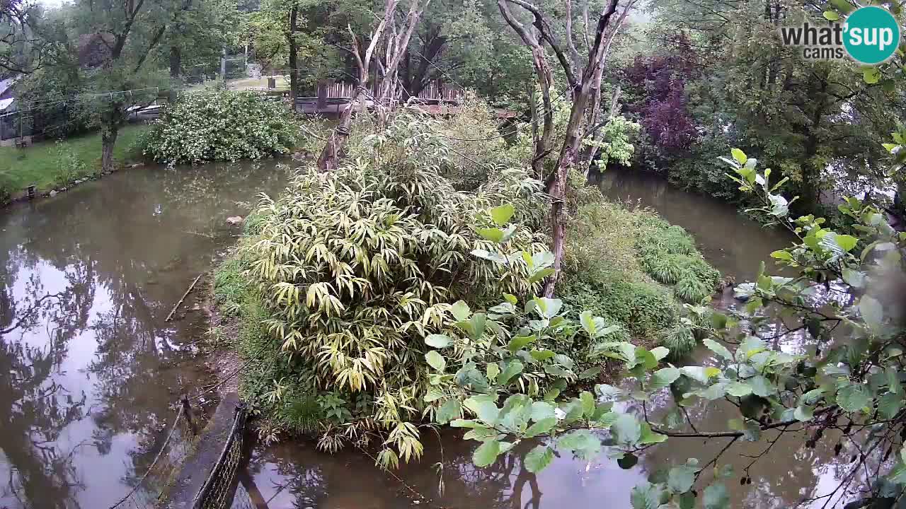 Gibbon à joues jaunes Zoo Ljubljana live cam