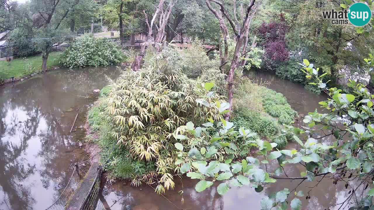 Gibbon à joues jaunes Zoo Ljubljana live cam