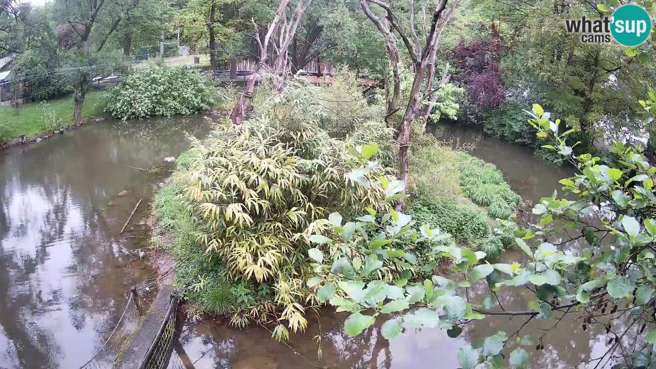 Gibbon à joues jaunes Zoo Ljubljana live cam