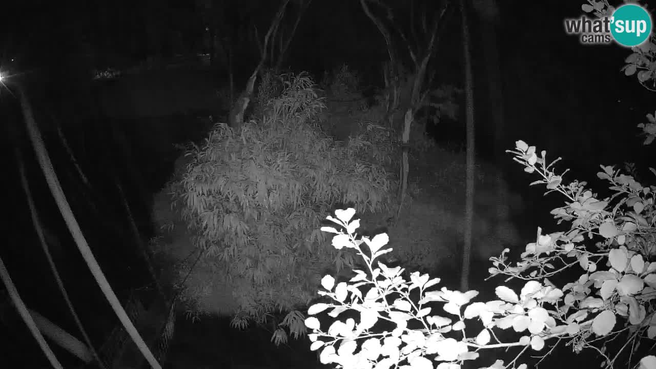 Gibbon à joues jaunes Zoo Ljubljana live cam