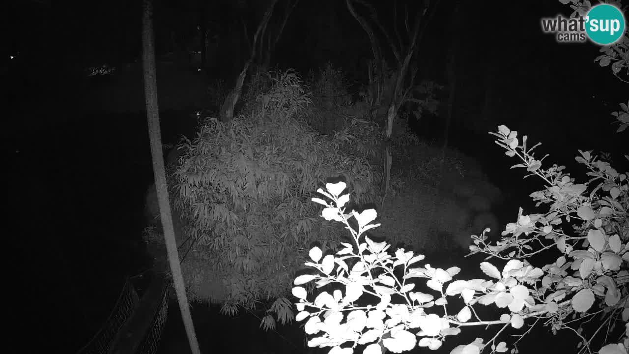 Gibbon à joues jaunes Zoo Ljubljana live cam