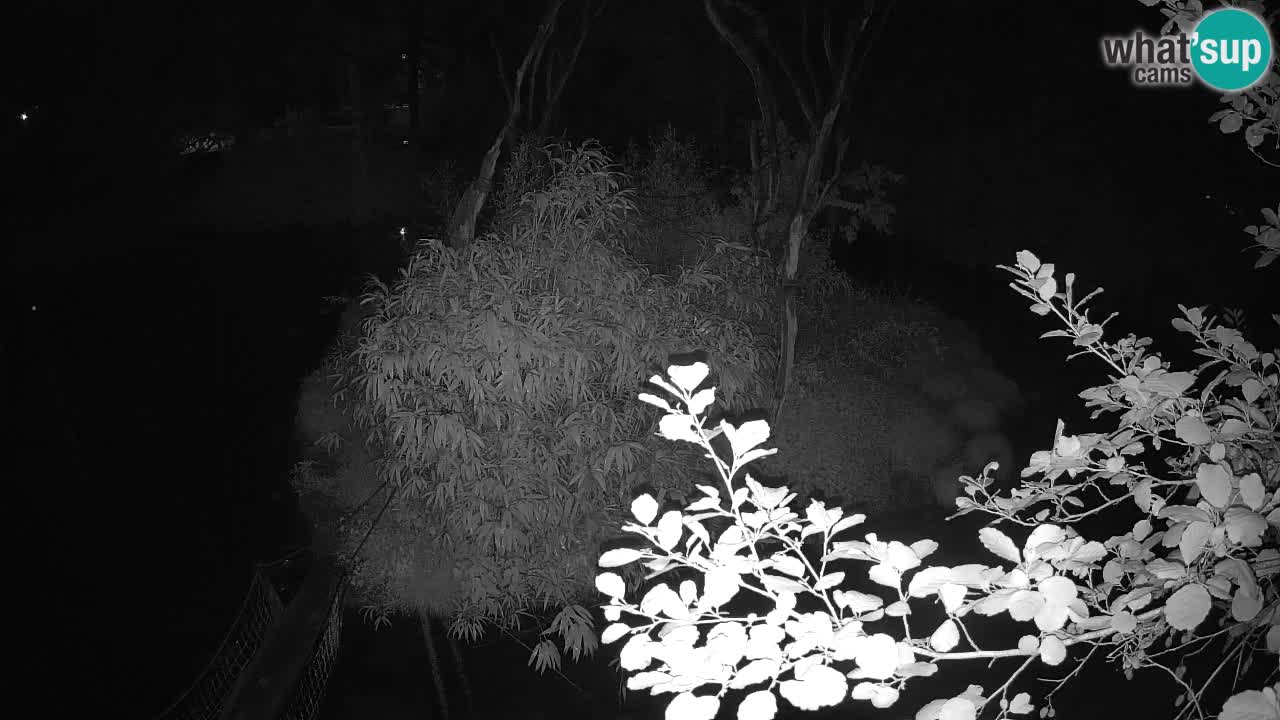 Gibbon à joues jaunes Zoo Ljubljana live cam