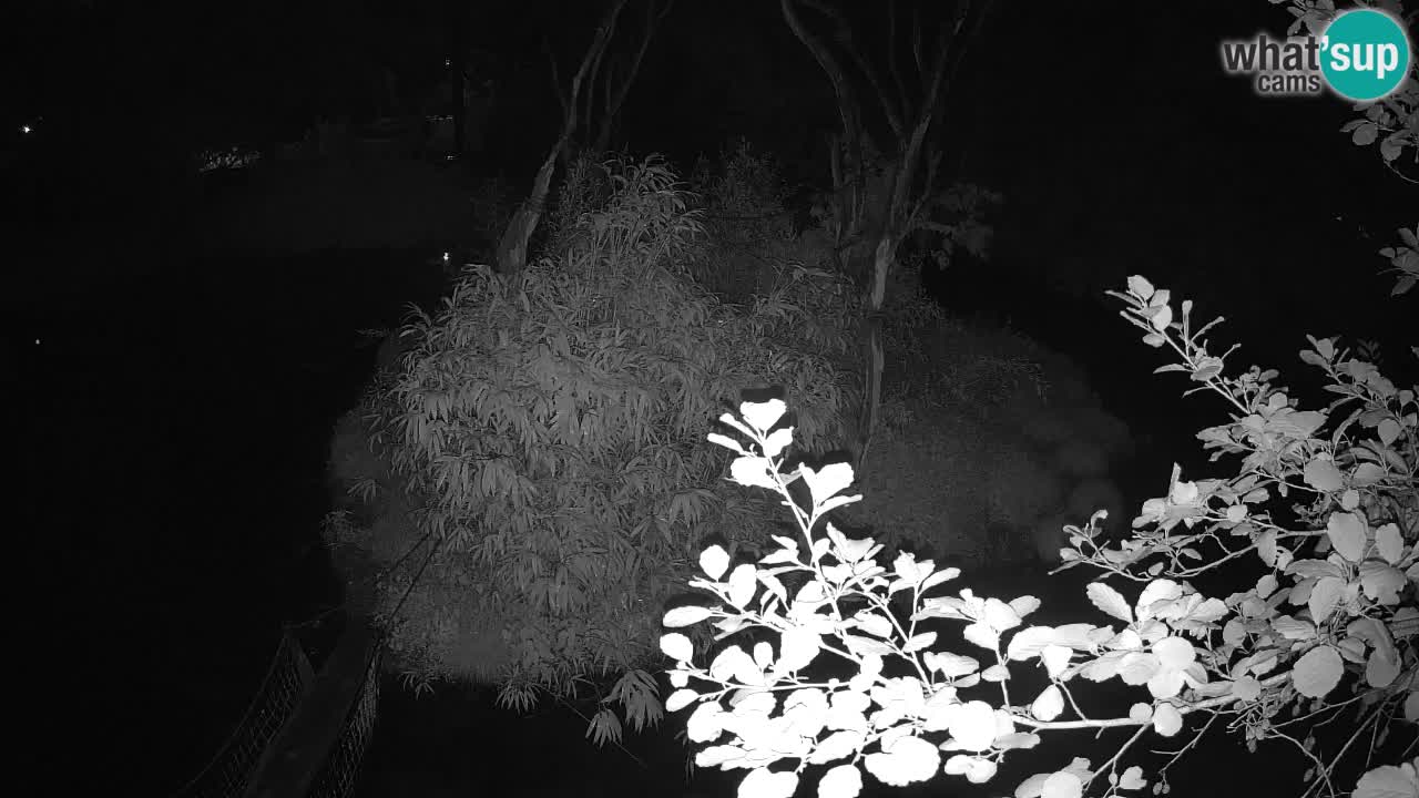 Gibbon à joues jaunes Zoo Ljubljana live cam
