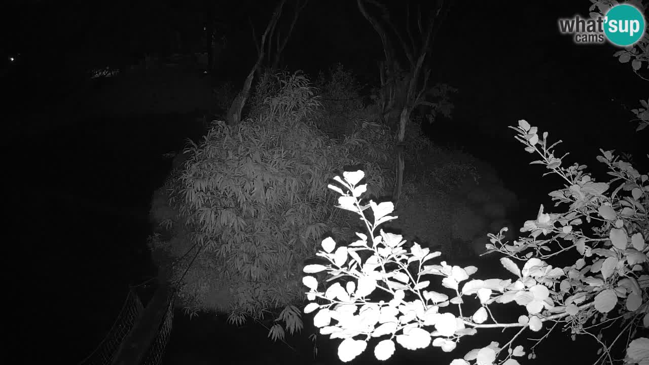 Südlicher Gelbwangen-Schopfgibbon Zoo Ljubljana webcam