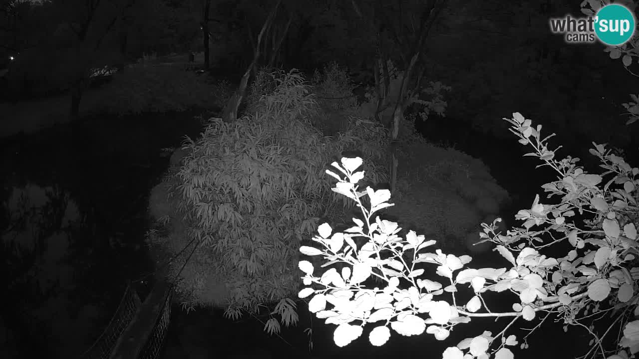 Südlicher Gelbwangen-Schopfgibbon Zoo Ljubljana webcam