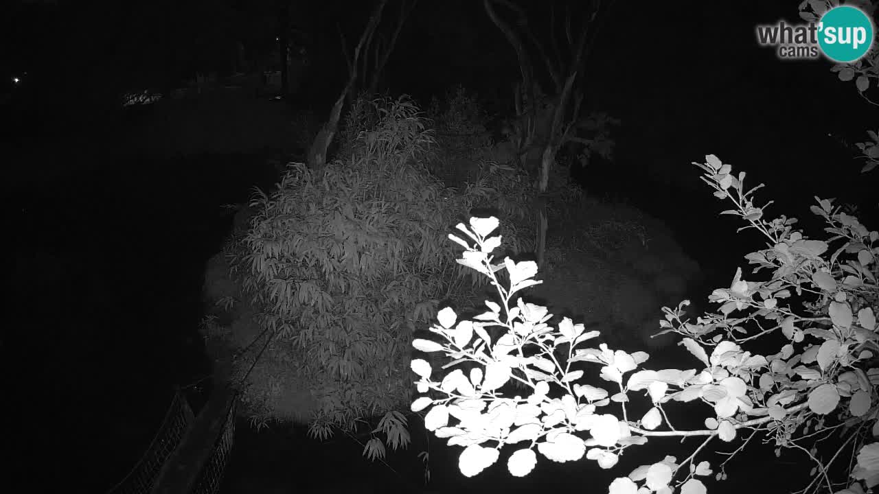 Yellow-cheeked gibbon Zoo Ljubljana livecam