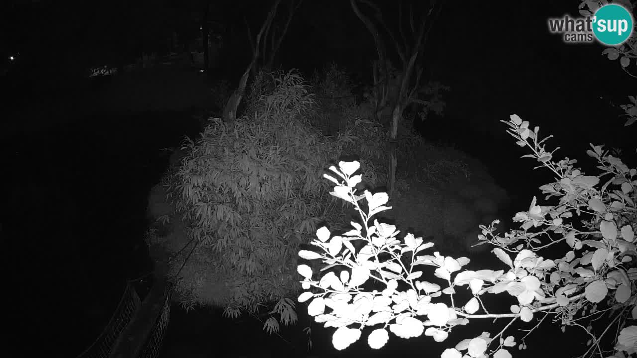 Südlicher Gelbwangen-Schopfgibbon Zoo Ljubljana webcam