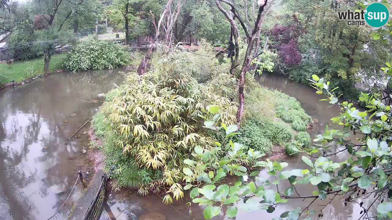 Gibbon à joues jaunes Zoo Ljubljana live cam
