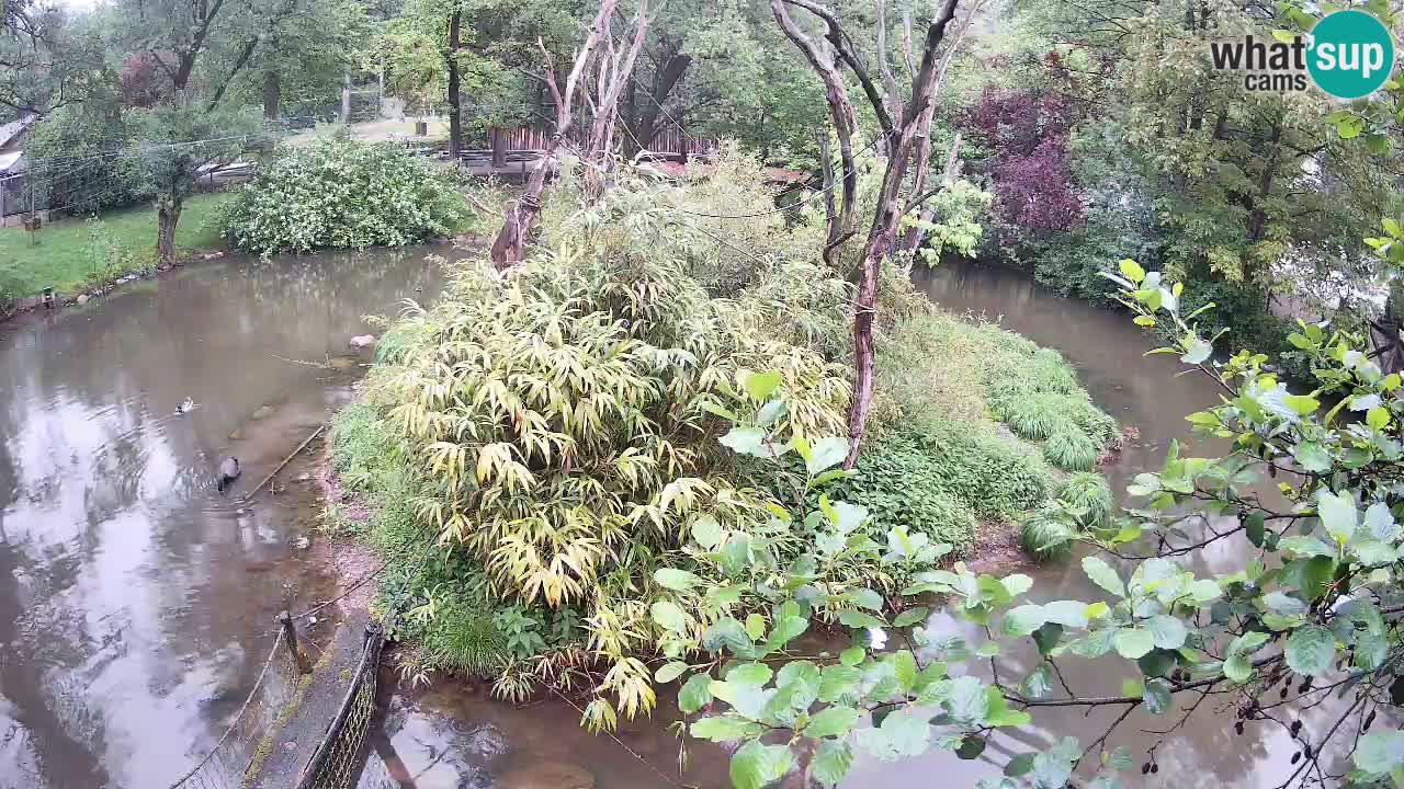 Gibbon à joues jaunes Zoo Ljubljana live cam