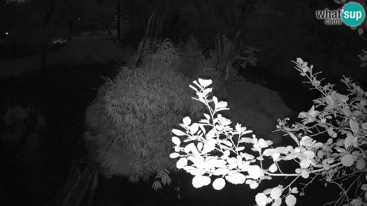 Gibbon à joues jaunes Zoo Ljubljana live cam