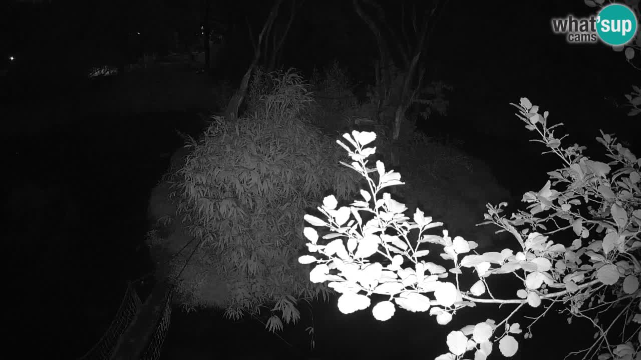 Südlicher Gelbwangen-Schopfgibbon Zoo Ljubljana webcam