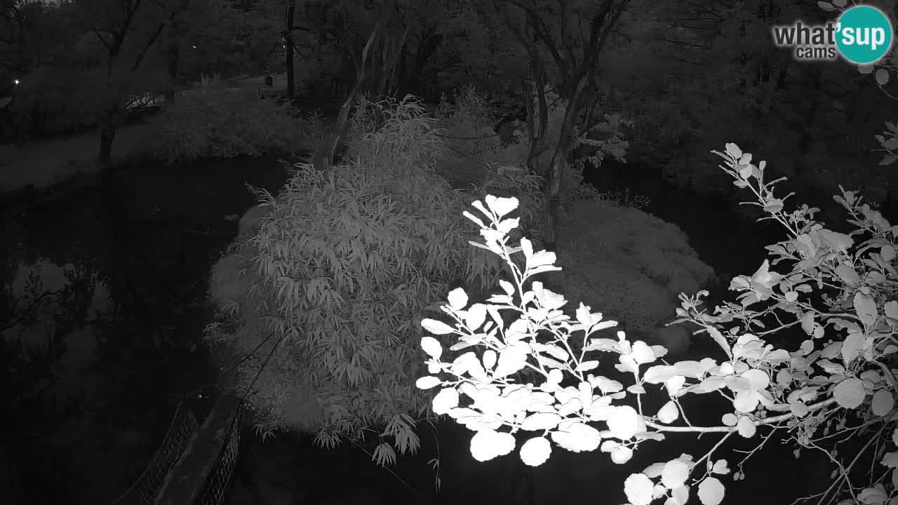 Gibbon à joues jaunes Zoo Ljubljana live cam