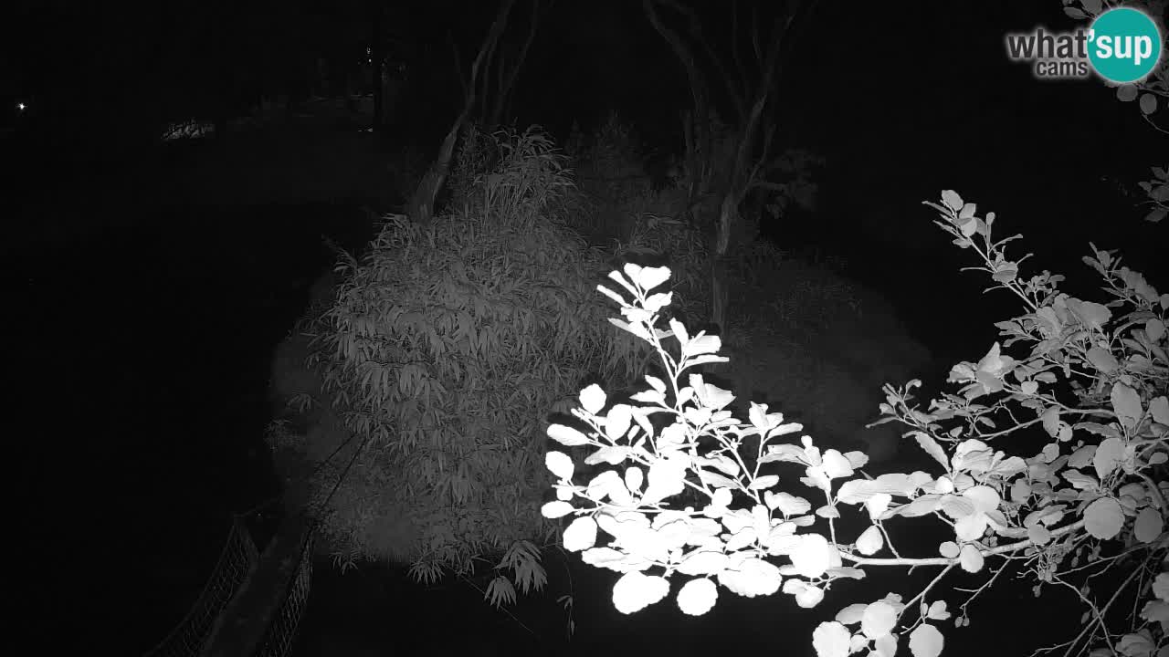 Gibbon à joues jaunes Zoo Ljubljana live cam