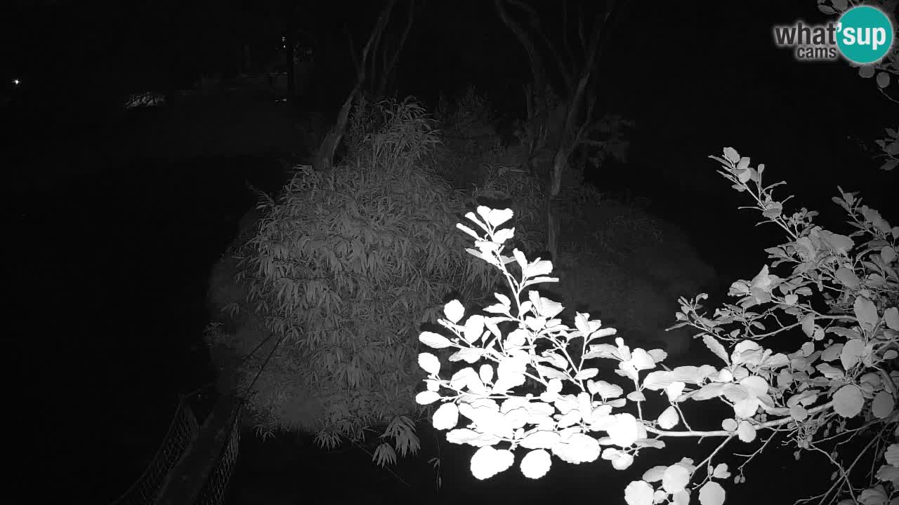 Gibbon à joues jaunes Zoo Ljubljana live cam