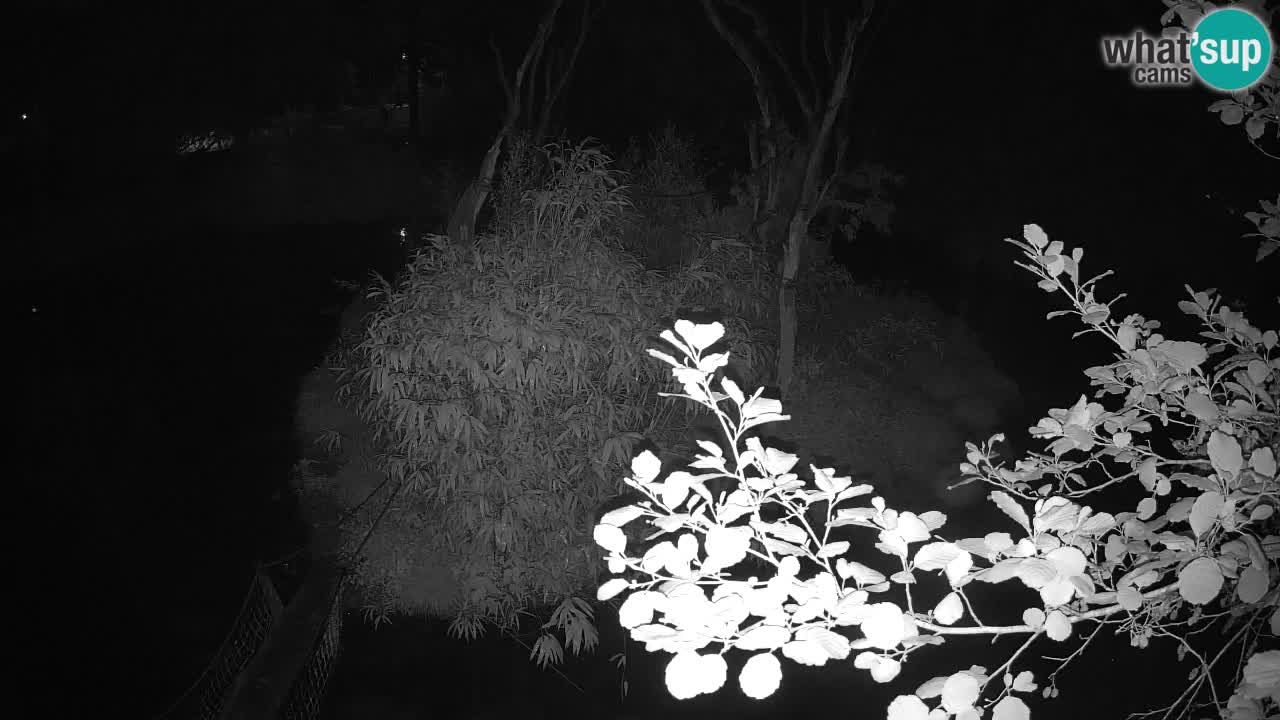 Südlicher Gelbwangen-Schopfgibbon Zoo Ljubljana webcam