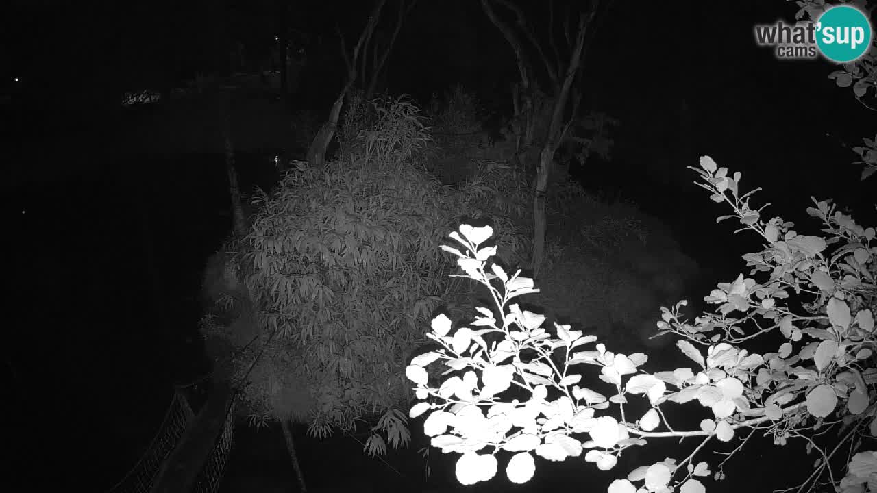 Südlicher Gelbwangen-Schopfgibbon Zoo Ljubljana webcam