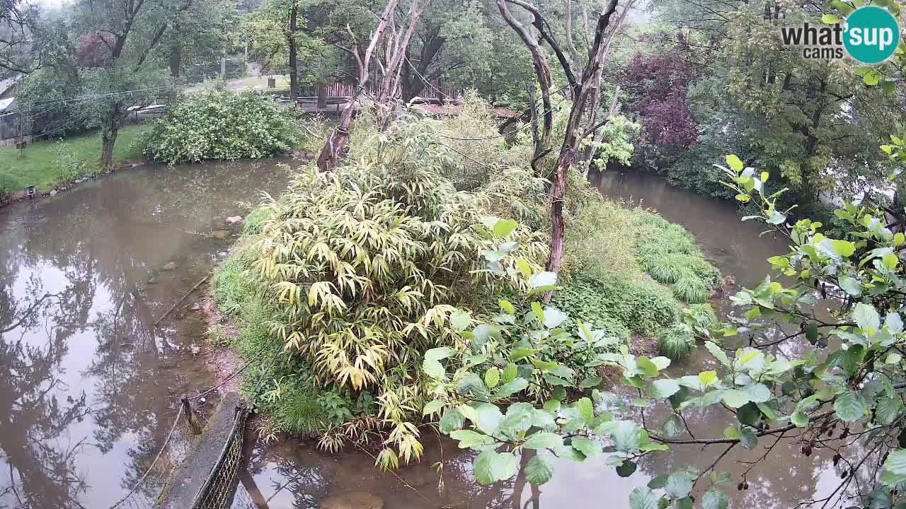 Gibbon à joues jaunes Zoo Ljubljana live cam