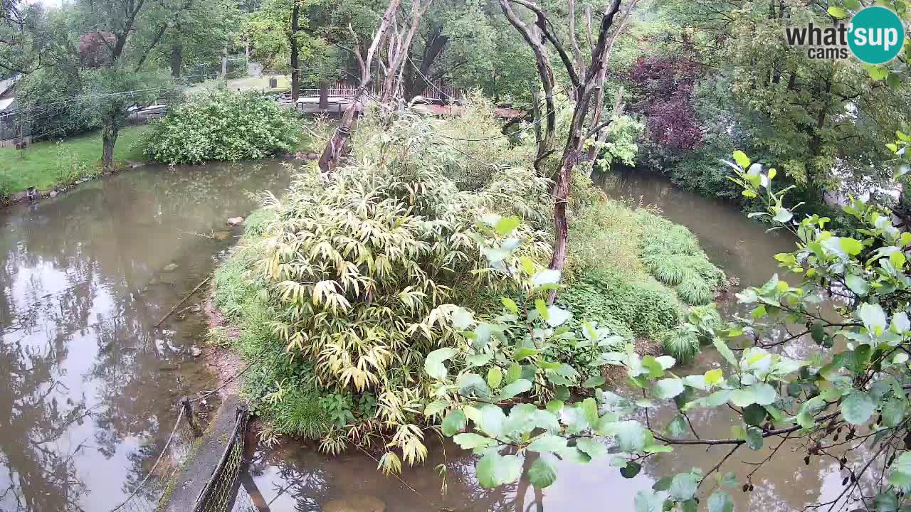 Südlicher Gelbwangen-Schopfgibbon Zoo Ljubljana webcam